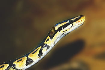 python snake, animals, nature, reptile, wildlife, snake head, exotic animals, snake patterns, snake eyes, snake scales, snake close-up