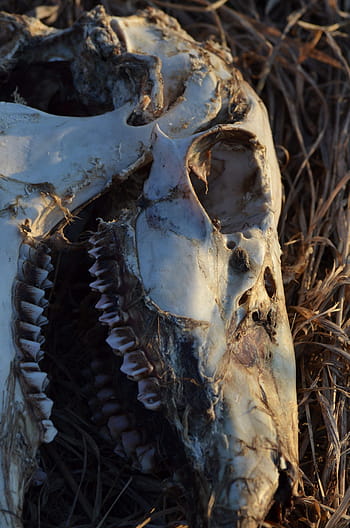 skull, skeleton, bone, deer, dead, teeth, animal