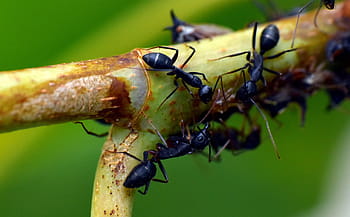 μαύρο μυρμήγκι, έντομο, κήπο μυρμήγκι, lasius niger, animalia, αρθροπόδων, τα μυρμήγκια
