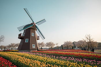 suncheon bay, the dutch garden, windmill, tulip
