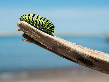 housenka, větev, larva, lepidoptera, hmyz, pruhovaný, barvitý, metafora, proměna, metamorfóza, rozvíjet se