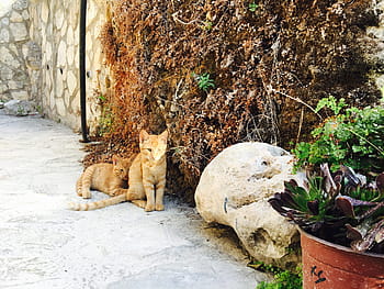 animali, animali domestici, giardino, fiore, pianta, Zenzero, coda, gatto, mattone, parete