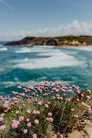 cluster, rosa, flores, crescente, oceano, borda, praia, costa, verão, água, natureza