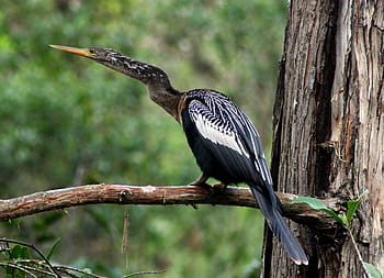 anhinga, pták, voda, snakebird, volně žijících živočichů, ornitologie, portrét, hledá, les, strom, větev
