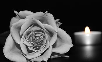 Rose, Kerze, frisch, Blume, Natur, Duft, Garten, Blühen, Erinnerung, Traurigkeit