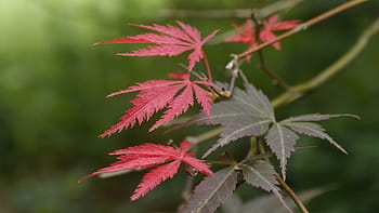 new, leaf growth, japanese, red, maple tree, lacey, leaves., japanese maple, japanese maple tree, acer palmatum, japanese red maple