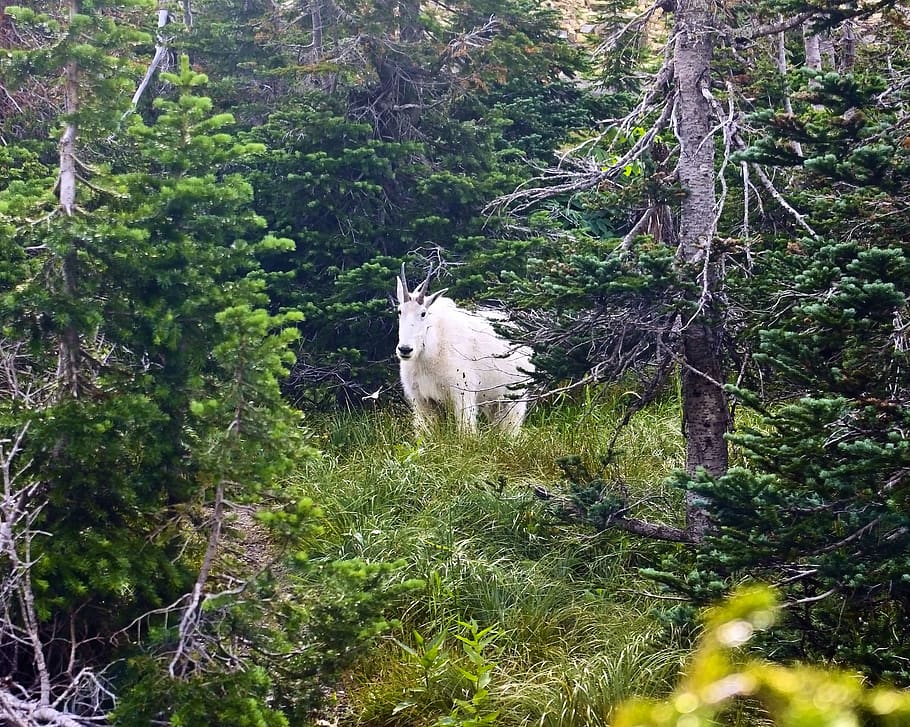 mountain goat, alpine, forest, goat, horns, mountain, nature, animal, wildlife, mammal, outdoors