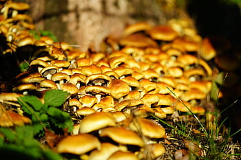 mushrooms, nameko, galerina, träuschling related, strophariaceae, fungal growth