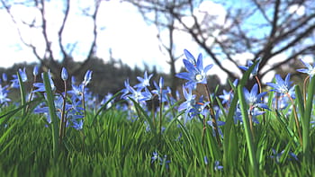 blaue blumen, Blume, Garten, Hintergrund, Blühen, Blumen, Duft, frisch, grünes Gras, Natur, organisch