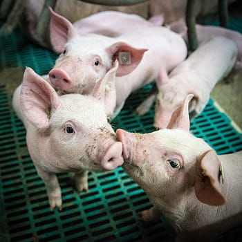 maialino, granaio di maialino, stalla, allevamento di animali, azienda agricola, agricoltura, bestiame, Germania, hof, animale, maiali