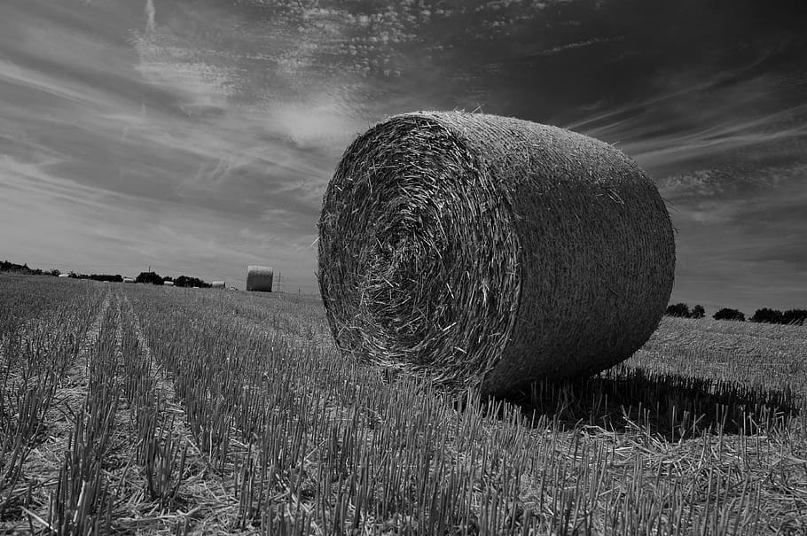 hay bales, straw, straw bales, black white, sw, dynamics, agriculture, harvest, hay, field, rural