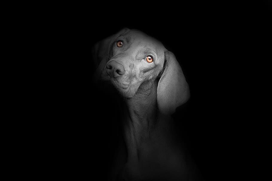 dog, cute, puppy, animal, pet, graphic, design, paw, nature, black, art