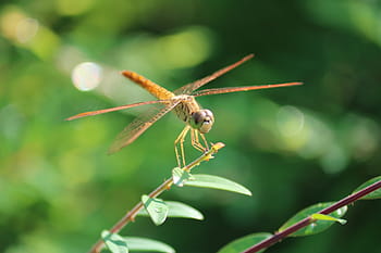 dragonfly, insect, plant, green, nature, leaves