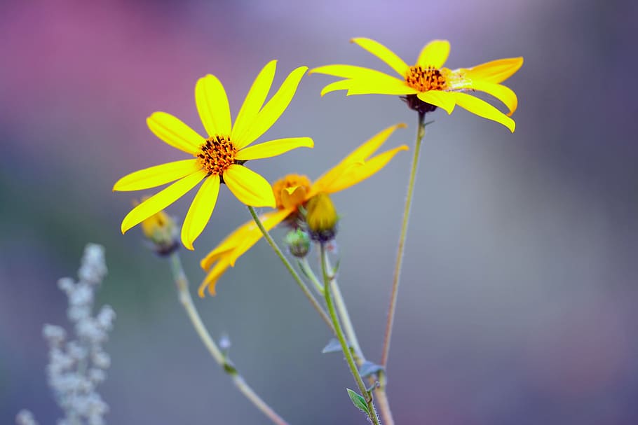 background, beautiful, beauty, bloom, blooming, blossom, botanical, botany, branch, bright, bunch