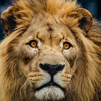 Leone, capo, grande gatto, gatto, predatore, criniera, re Leone, maschi, avvicinamento, viso, Africa