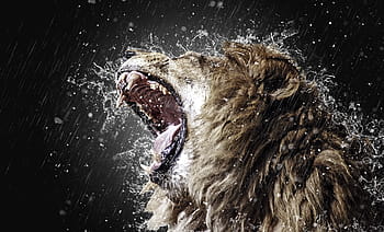 Leone, ruggito, dente, predatore, zanne, grande gatto, animale selvaggio, re degli animali, natura, mammifero, maschio