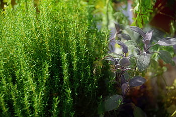 plant, medieval, medieval times, herbalism, thyme, herbs, aromatic, kitchen, aroma, spices, flavor