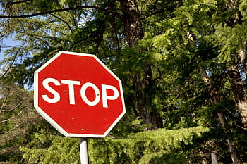 incrocio, Pericolo, giorno, foresta, arresto, icona, intersezione, legge, Messaggio, oggetto, Ottagono