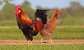 pui, animal de ferma, cocoş, păsări de curte, pană, pasăre, șeptel