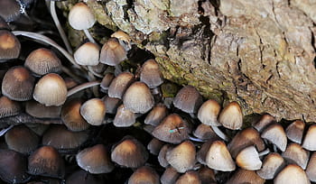 clusteru, houby, rostoucí, padlý, strom, les., houba, obrazy hub, fotky hub, různé druhy hub, fotografie hub