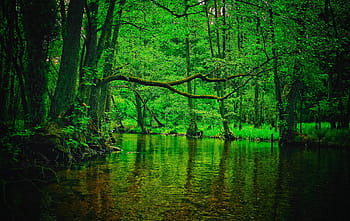 forest, river, nature, tree, wild, scenery, green, water, torrent, the bushes, rafting