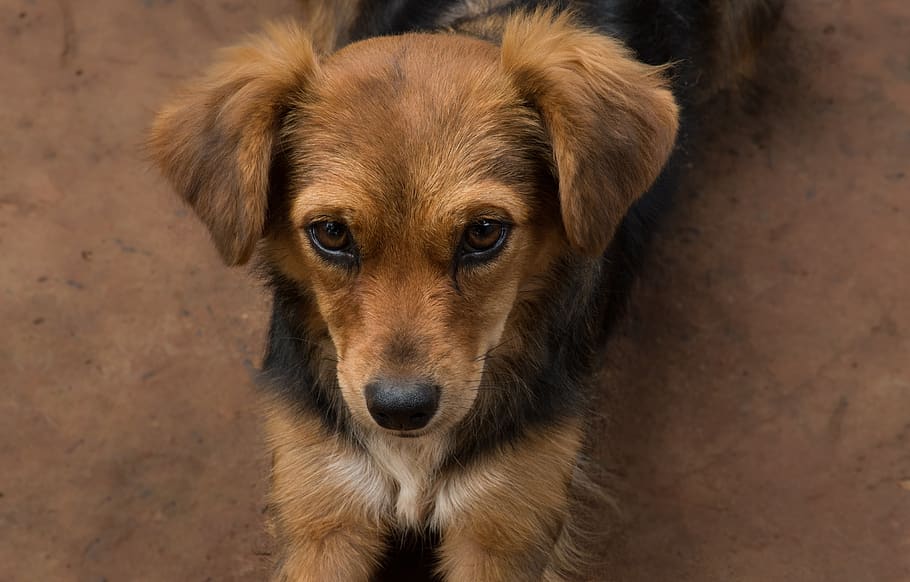 animale, canidae, animale domestico, cucciolo, simpatico, piccolo, domestico, pelliccia, adorabile, ritratto, cane