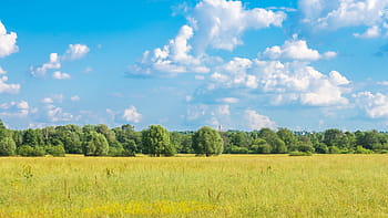 landskap, skog, träd, natur, moln, sommar, himmel, horisont, fält, äng, gräs