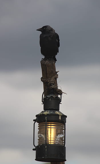 merlo, natura, uccello, animale, nero, piuma, silhouette, Corvo, all'aperto, orrore, buio