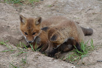 fox, kitts, animals, baby animals, nature, wildlife, young, wild, family, fur, adorable