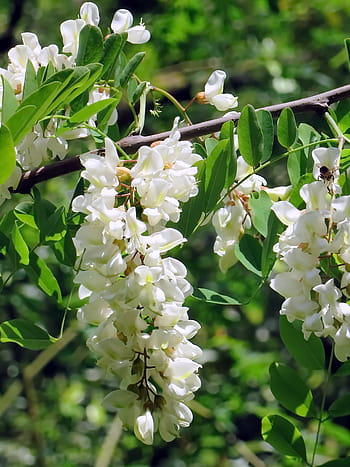 acacia, flower, white flower, edible, fabacées, cluster, foliage, branch, nature