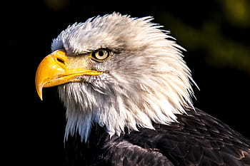 aquila bianca, animali, uccello, uccello rapace, uccelli, aquila, Aquile, predatore, natura