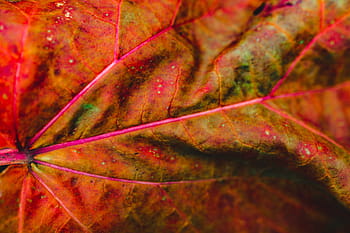 detail musim gugur, alam, daun, musim gugur, warna-warni, warna