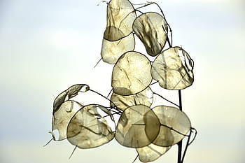 stříbrný list, lunaria, brassicaceae, stříbrné údolí, silberling, judas schilling, poctivost, křížovitá rostlina, rostlina, lesk, trockenblume