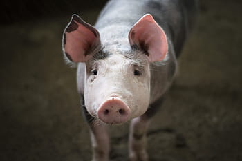 maiali in fattoria, animali, azienda agricola, agricoltura, animale domestico, maiale, maialino