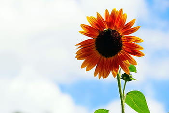 roční, slunečnice, rostlin, přitahovat, včely., helianthus, běžné slunečnice, nativní květiny, rodné letničky, vysoký roční, obrázky slunečnice