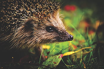 hedgehog child, hedgehog, young hedgehog, animal, spur, nature, mammal, hannah, prickly, cute, crepuscular