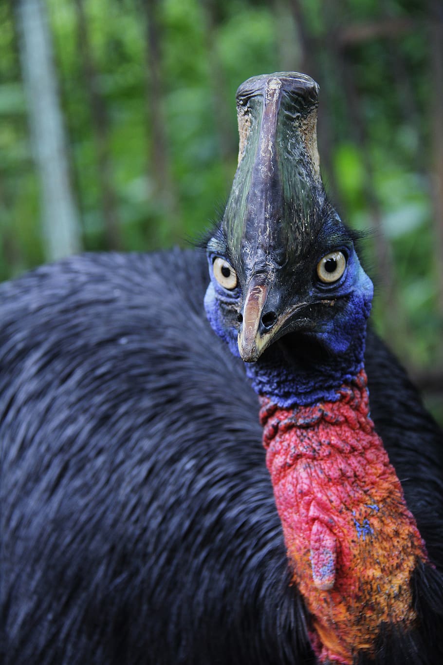uccello, cammello, casuario, animali, pollame, natura