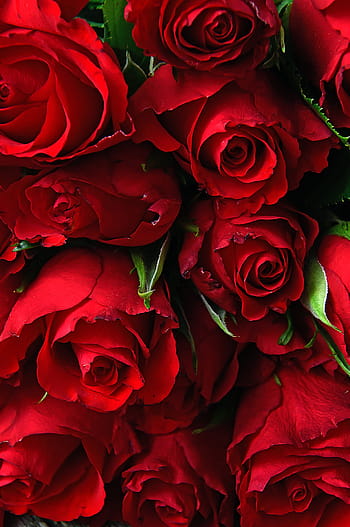 rose, valentine's, valentine's day, romantic, romance, love, nice, wallpaper, flower, flowers, symbol