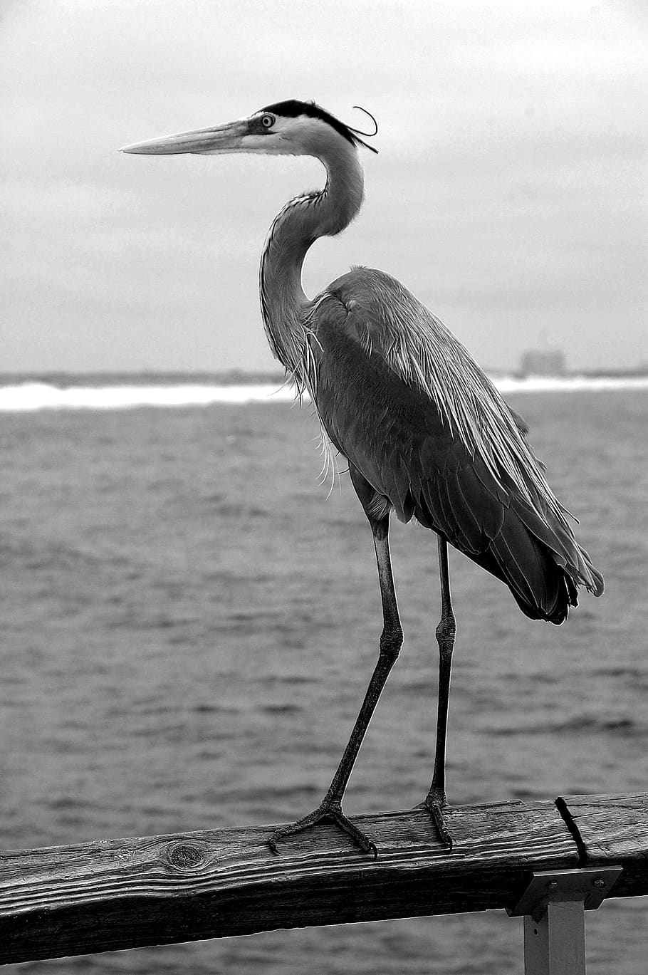 bird, wildlife, water, nature, animal, egret, natural, white, heron, wild, environment