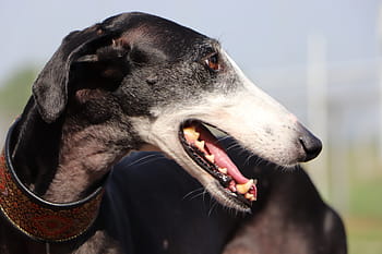 spanish galgo, spanish greyhound, fast dogs, long dog, galgo, greyhound, hound, sighthound, dog portrait, profile, smiling