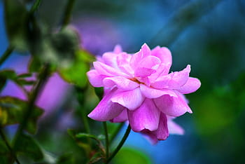rose flower, on the tree, most beautiful, flower, natural, landscape