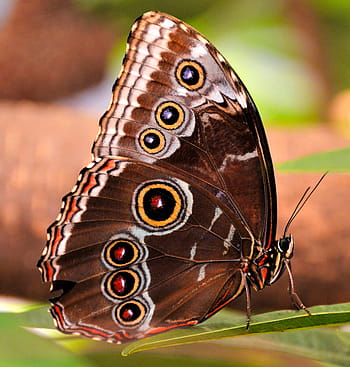 owl butterfly, butterfly, eyes, insect, tropical, nature, wing, animals
