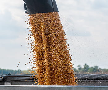 Mais, Futter, kombinieren, Anhänger, Landwirtschaft, Ernte, fallen, Herbst, Bauernhof, saisonal, Jahreszeit