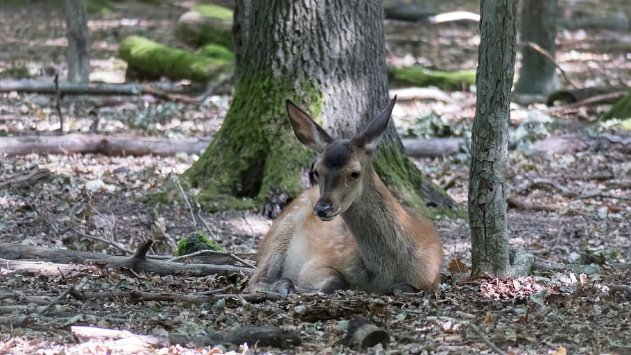 roe deer, forest, rest, click, peaceful, graze, cozy, wild, forest animal, scheu, wildlife park