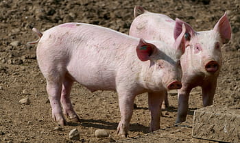 agricoltura, allevamento di animali, maiali, allevamento suino, maialino, roseo, sole, luce, calore, azienda agricola, bestiame