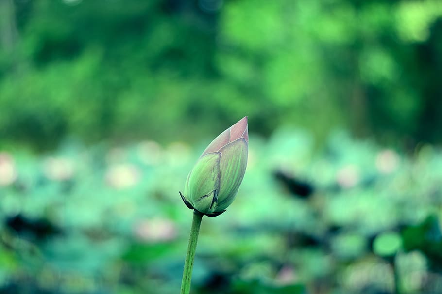 lotus, flowers, nature, flower, water plants, bo, water, pink, open, plant, lily