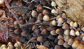 different, mushrooms, growing, rotting, fallen, tree, forest., fungi, fungus, wild growth, tree trunk