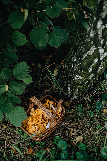 memetik, jamur chantarelle, kayu, chantarelle, jamur, jamur yang dapat dimakan, jamur kuning, musim gugur