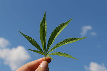hennep blad, cannabis sativa, hennep plant, van jonge cannabis, industriële hennep
