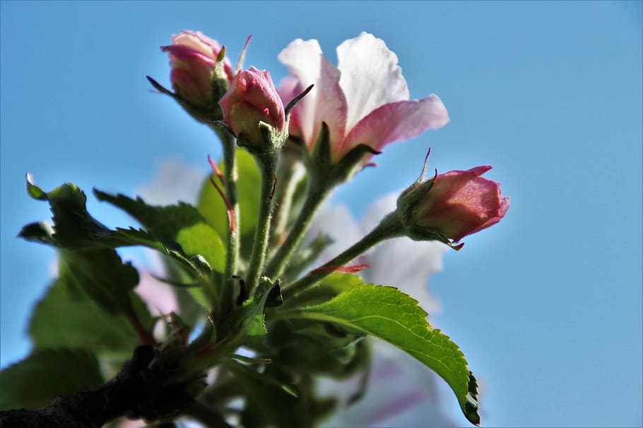 flower, nature, plant, leaf, summer, bud, floral, closeup, no one, blue sky, blooming